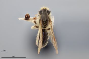 Media type: image;   Entomology 773952 Aspect: habitus dorsal view
